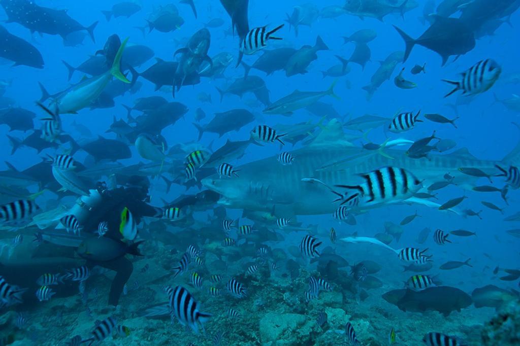 Beqa Lagoon Resort Raviravi Ngoại thất bức ảnh